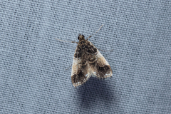 Thysanoidma stellata