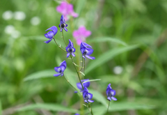 Aconitum delphiniifolium