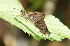 Callimormus interpunctata