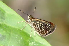 Callimormus interpunctata