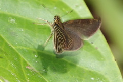 Callimormus interpunctata