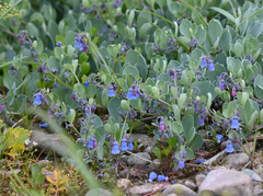 Mertensia