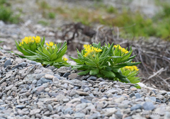Senecio pseudoarnica