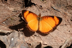 Tegosa