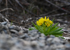Senecio pseudoarnica