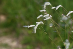 Sanguisorba parviflora