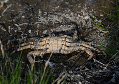 Telmessus cheiragonus