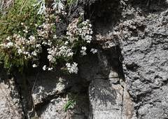 Saxifraga bronchialis