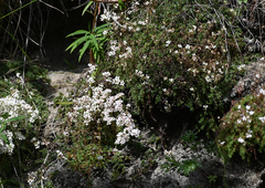 Saxifraga bronchialis