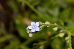 Cynoglossum australe