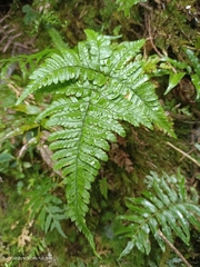 Dryopteris formosana