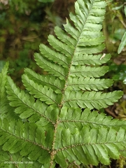 Dryopteris formosana