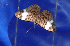 Ectima thecla