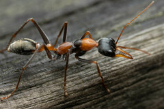 Myrmecia nigrocincta