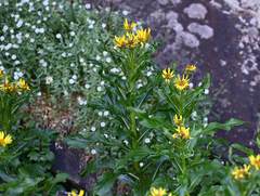 Senecio pseudoarnica