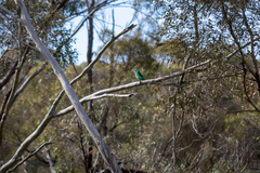 Barnardius zonarius barnardi