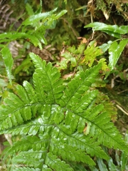Dryopteris formosana