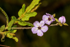 Thomasia petalocalyx