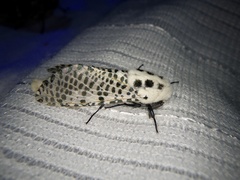 Zeuzera multistrigata