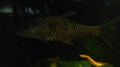 Hampala macrolepidota