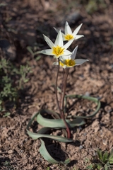 Tulipa