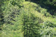 Larix