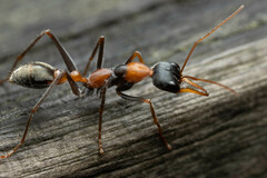 Myrmecia nigrocincta