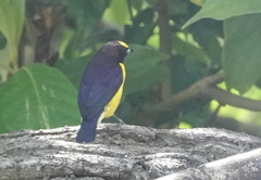 Euphonia xanthogaster