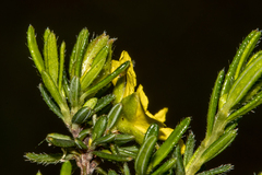 Hibbertia riparia