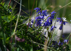 Campanula expansa