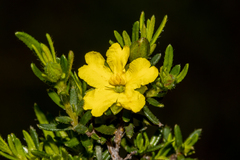 Hibbertia riparia
