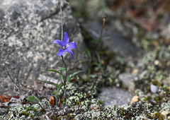 Campanula expansa