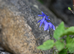 Campanula expansa