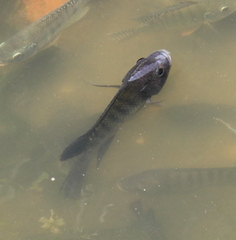 Oreochromis