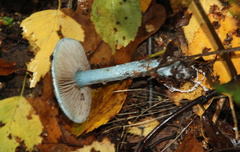 Stropharia