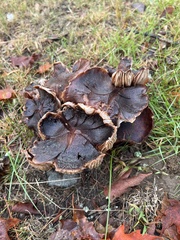 Tricholoma fracticum
