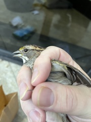 Zonotrichia albicollis