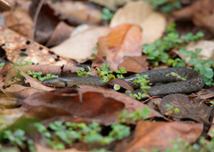 Plagiopholis nuchalis