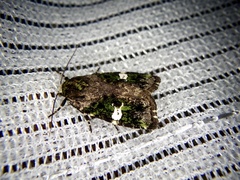 Prometopus flavicollis