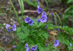Geranium platyanthum