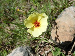 Crocanthemum brasiliense