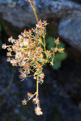 Micranthes nelsoniana