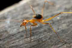Leptomyrmex rufipes
