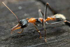 Myrmecia nigrocincta