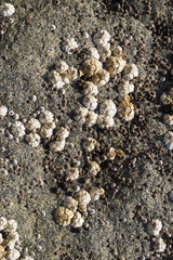 Semibalanus balanoides