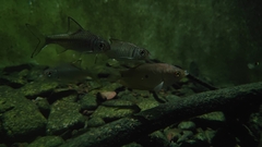 Trichopodus trichopterus