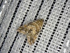 Elophila turbata