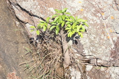 Heptapleurum heptaphyllum