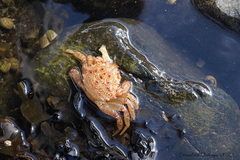 Telmessus cheiragonus