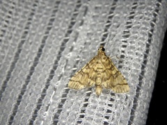 Nacoleia satsumalis